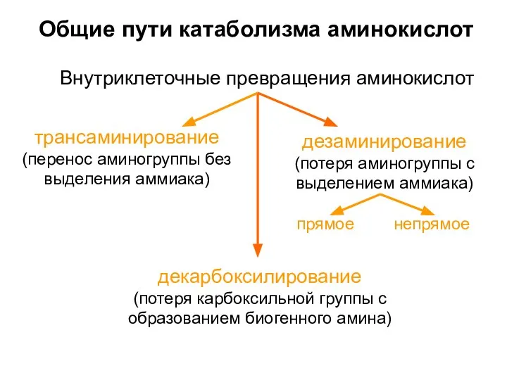 Внутриклеточные превращения аминокислот Общие пути катаболизма аминокислот трансаминирование (перенос аминогруппы без