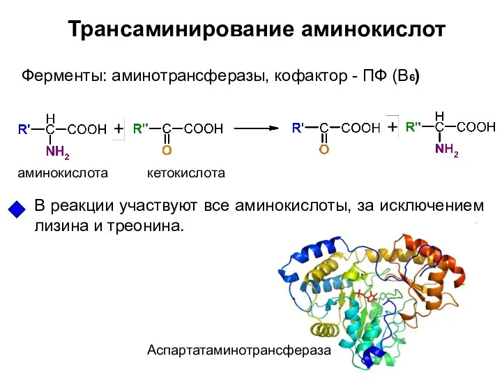 Ферменты: аминотрансферазы, кофактор - ПФ (В6) Трансаминирование аминокислот В реакции участвуют