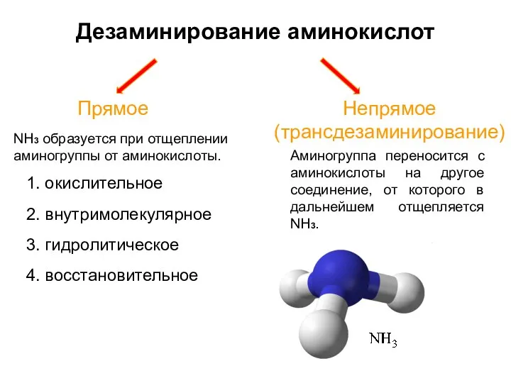 Дезаминирование аминокислот Прямое Непрямое (трансдезаминирование) NH3 образуется при отщеплении аминогруппы от