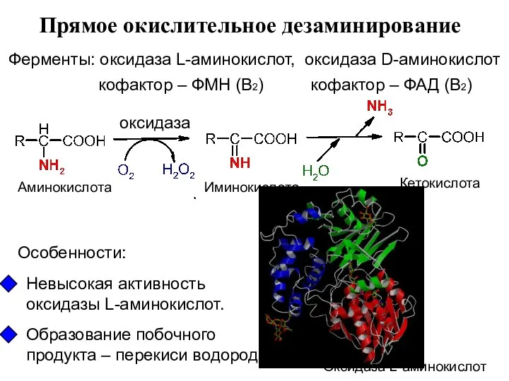 Ферменты: оксидаза L-аминокислот, оксидаза D-аминокислот Прямое окислительное дезаминирование оксидаза Особенности: Невысокая