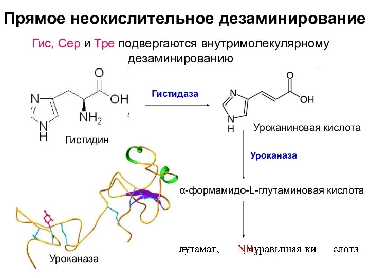 Прямое неокислительное дезаминирование Гис, Сер и Тре подвергаются внутримолекулярному дезаминированию Гистидаза