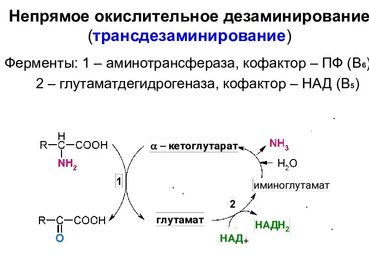 Ферменты: 1 – аминотрансфераза, кофактор – ПФ (В6) 2 – глутаматдегидрогеназа,