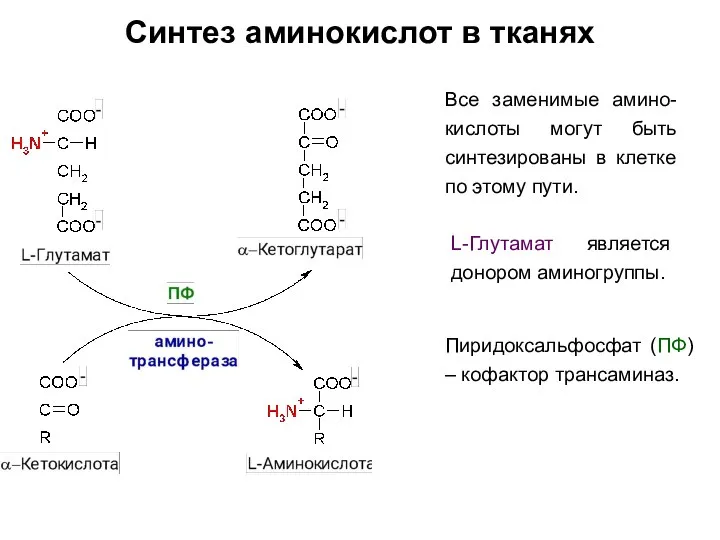 Синтез аминокислот в тканях Все заменимые амино-кислоты могут быть синтезированы в