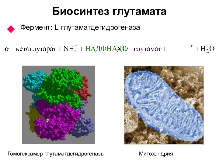 Биосинтез глутамата Фермент: L-глутаматдегидрогеназа Митохондрия Гомогексамер глутаматдегидрогеназы