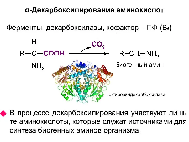 α-Декарбоксилирование аминокислот Биогенный амин Ферменты: декарбоксилазы, кофактор – ПФ (В6) L-тирозиндекарбоксилаза