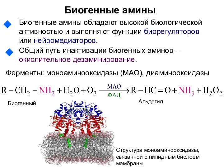 Биогенные амины Биогенные амины обладают высокой биологической активностью и выполняют функции