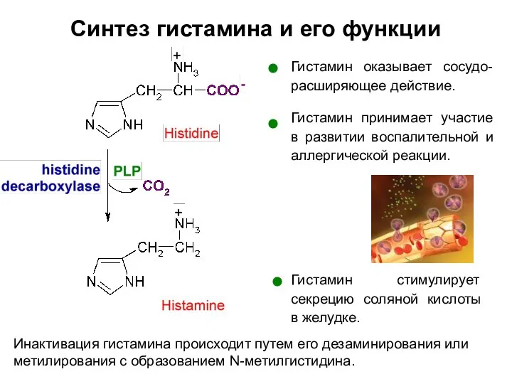 Синтез гистамина и его функции Гистамин оказывает сосудо-расширяющее действие. Гистамин принимает