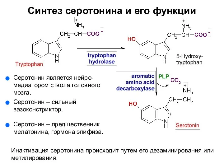 Синтез серотонина и его функции Серотонин является нейро-медиатором ствола головного мозга.