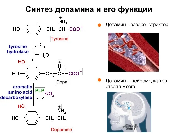 Синтез допамина и его функции Допамин - вазоконстриктор Допамин – нейромедиатор ствола мозга.