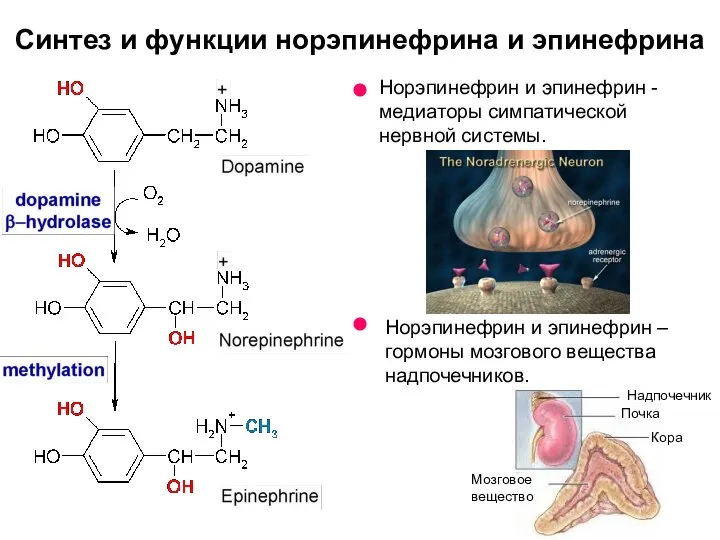 Синтез и функции норэпинефрина и эпинефрина Норэпинефрин и эпинефрин -медиаторы симпатической