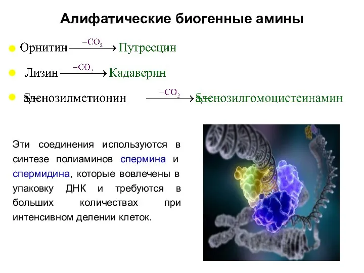 Алифатические биогенные амины Эти соединения используются в синтезе полиаминов спермина и