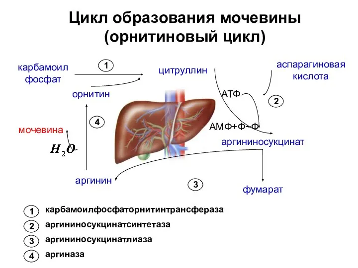 Цикл образования мочевины (орнитиновый цикл) карбамоил фосфат орнитин цитруллин аспарагиновая кислота