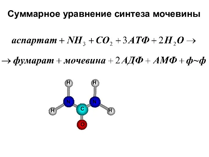 Суммарное уравнение синтеза мочевины N N H H H H C O