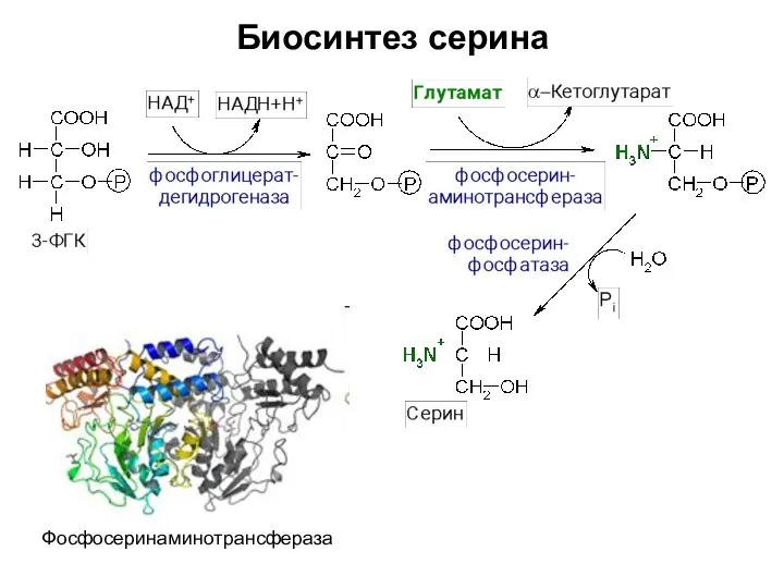 Биосинтез серина Фосфосеринаминотрансфераза