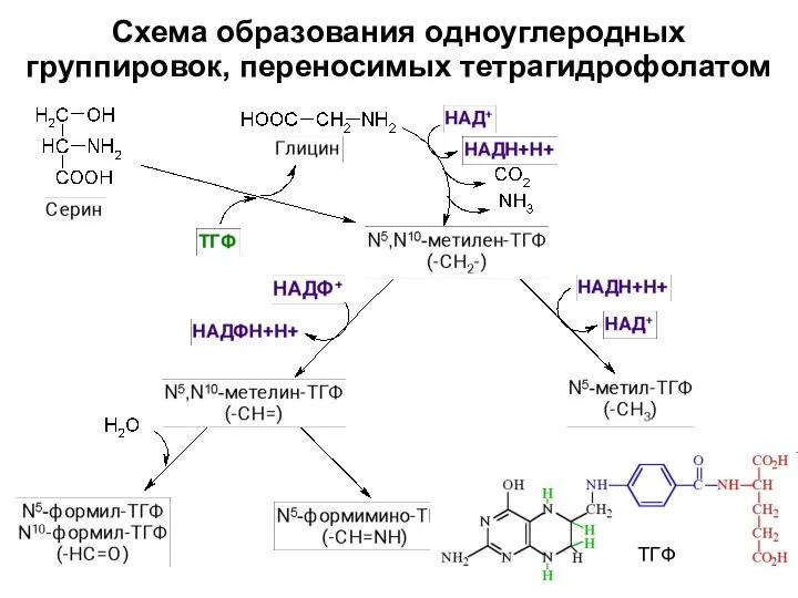 Схема образования одноуглеродных группировок, переносимых тетрагидрофолатом ТГФ