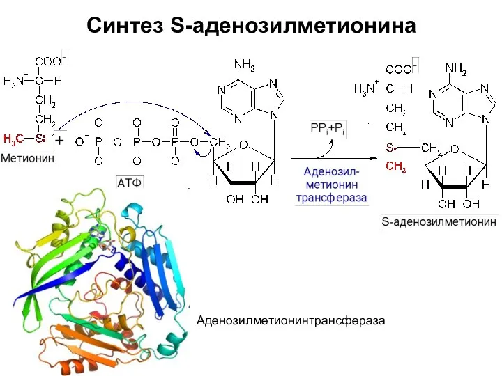 Синтез S-аденозилметионина Аденозилметионинтрансфераза