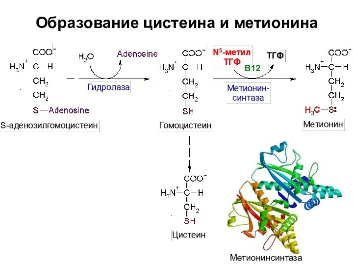 Образование цистеина и метионина Метионинсинтаза