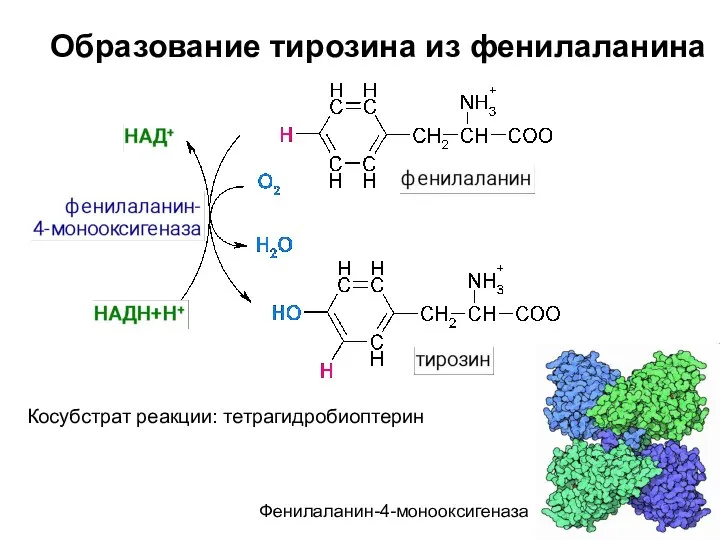 Образование тирозина из фенилаланина Косубстрат реакции: тетрагидробиоптерин Фенилаланин-4-монооксигеназа