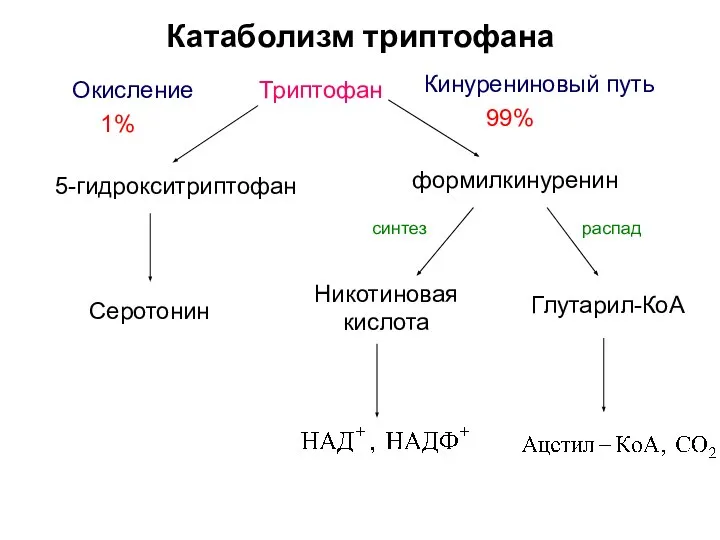 Катаболизм триптофана Триптофан 5-гидрокситриптофан Серотонин 1% 99% Окисление Кинурениновый путь формилкинуренин Никотиновая кислота Глутарил-КоА синтез распад