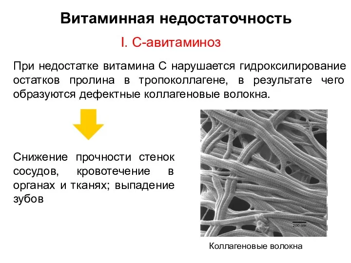 Витаминная недостаточность I. C-авитаминоз При недостатке витамина С нарушается гидроксилирование остатков