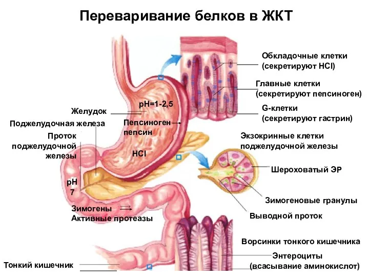 Переваривание белков в ЖКТ pH=1-2,5 Пепсиноген пепсин Желудок Обкладочные клетки (секретируют