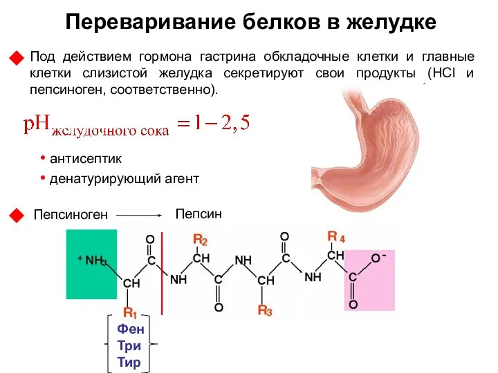 Переваривание белков в желудке Под действием гормона гастрина обкладочные клетки и