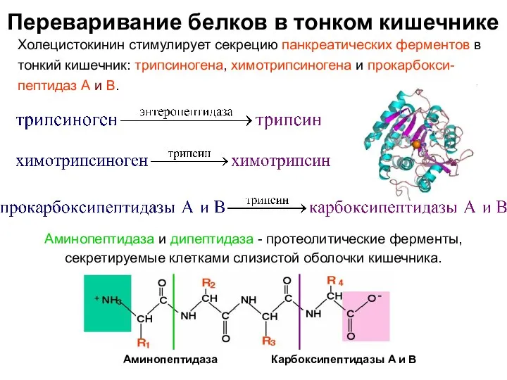 Переваривание белков в тонком кишечнике Холецистокинин стимулирует секрецию панкреатических ферментов в