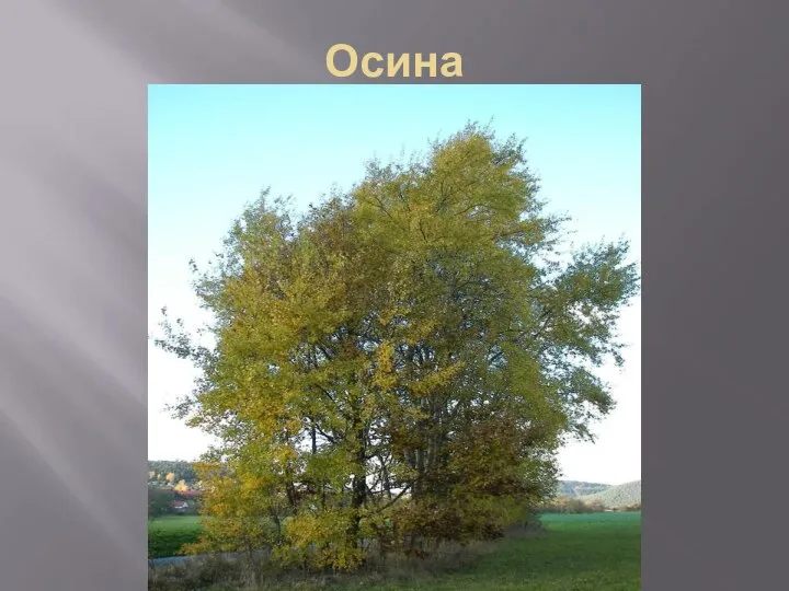 Осина