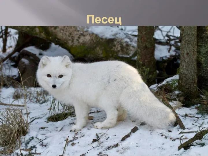 Песец