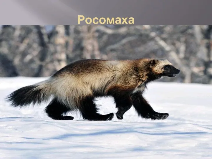 Росомаха