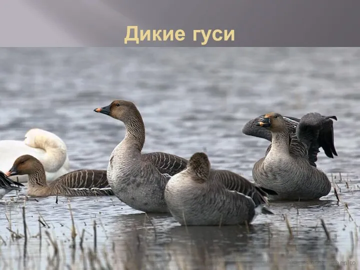 Дикие гуси