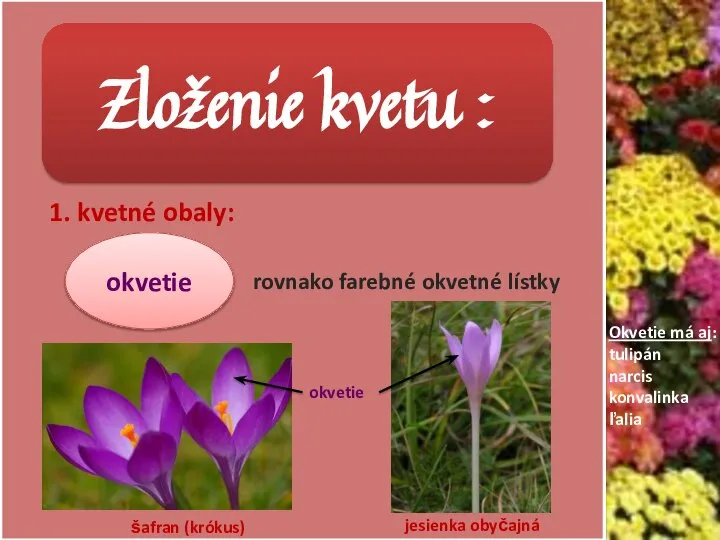 Zloženie kvetu : 1. kvetné obaly: okvetie rovnako farebné okvetné lístky