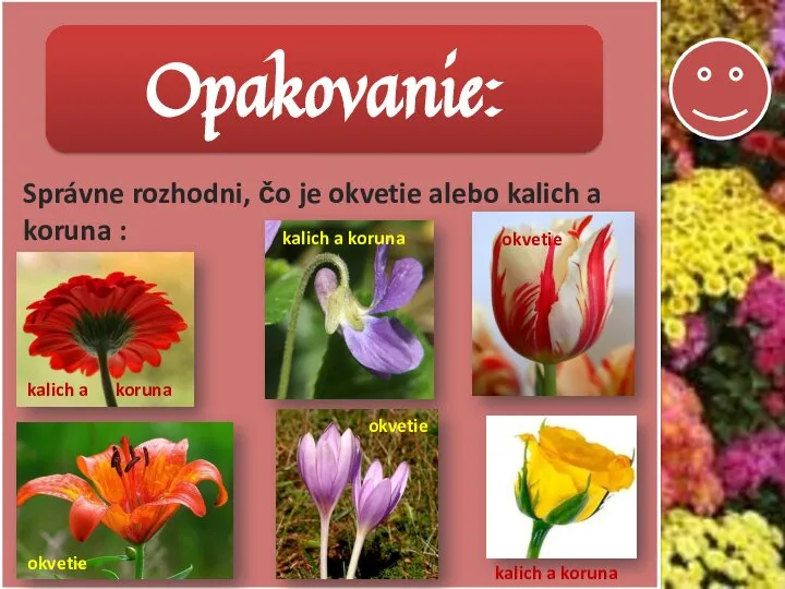 Opakovanie: Správne rozhodni, čo je okvetie alebo kalich a koruna :