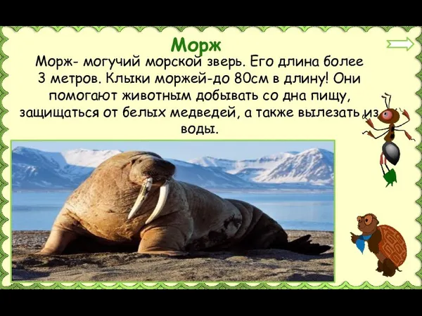 Морж- могучий морской зверь. Его длина более 3 метров. Клыки моржей-до