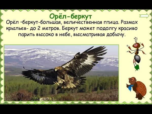 Орёл –беркут-большая, величественная птица. Размах крыльев- до 2 метров. Беркут может