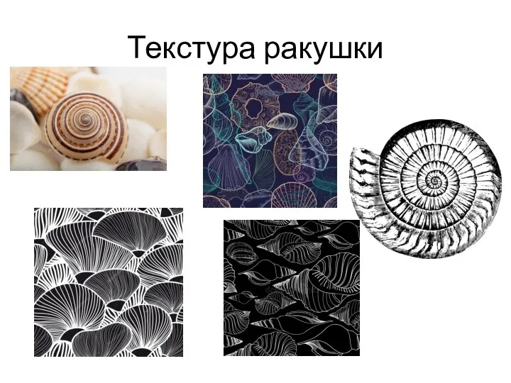 Текстура ракушки