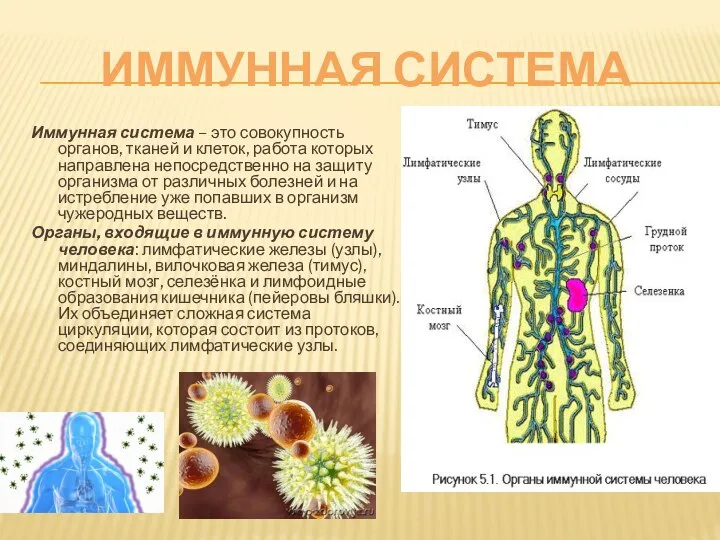 ИММУННАЯ СИСТЕМА Иммунная система – это совокупность органов, тканей и клеток,