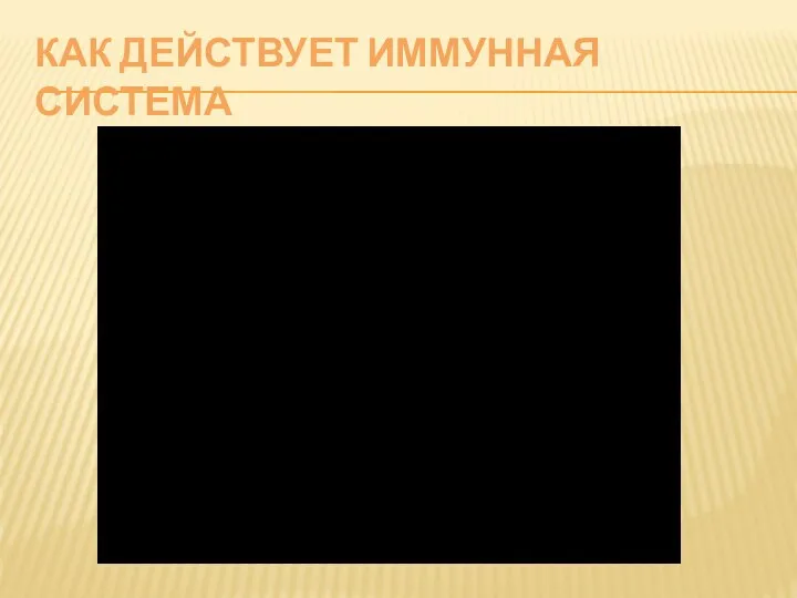 КАК ДЕЙСТВУЕТ ИММУННАЯ СИСТЕМА