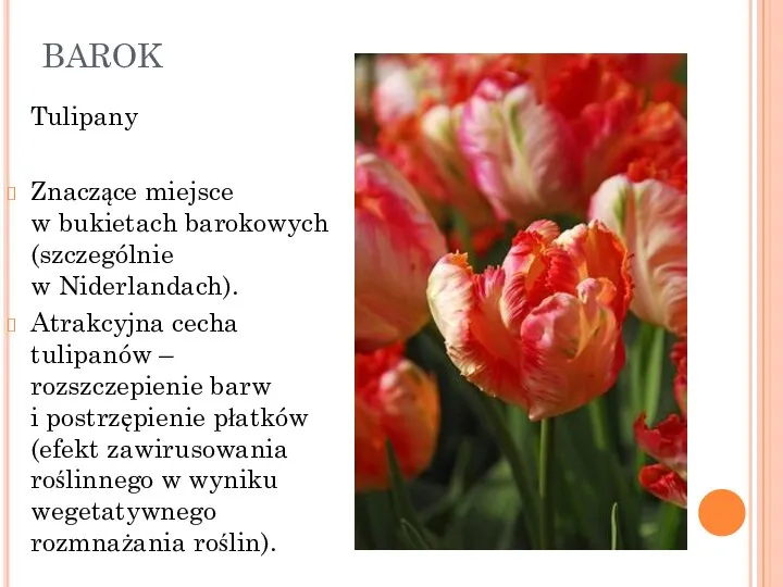 BAROK Tulipany Znaczące miejsce w bukietach barokowych (szczególnie w Niderlandach). Atrakcyjna