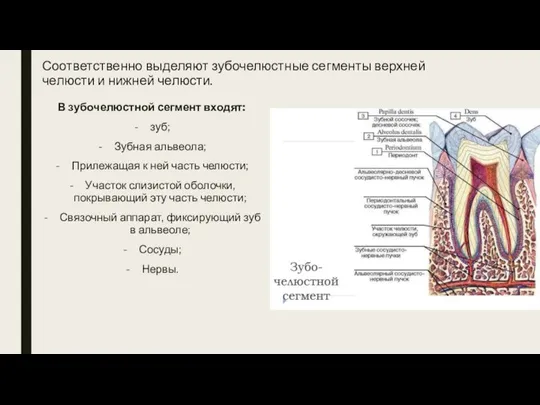 Соответственно выделяют зубочелюстные сегменты верхней челюсти и нижней челюсти. В зубочелюстной