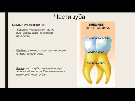 Части зуба Каждый зуб состоит из: Коронки- утолщённой части, выступающей из