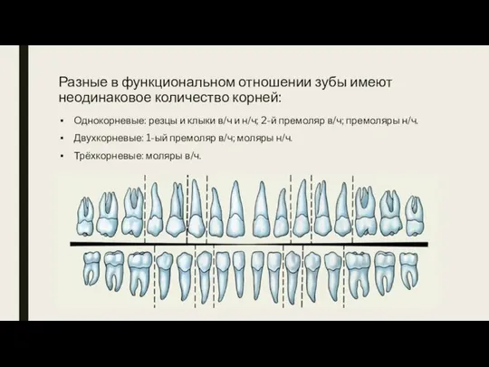 Разные в функциональном отношении зубы имеют неодинаковое количество корней: Однокорневые: резцы