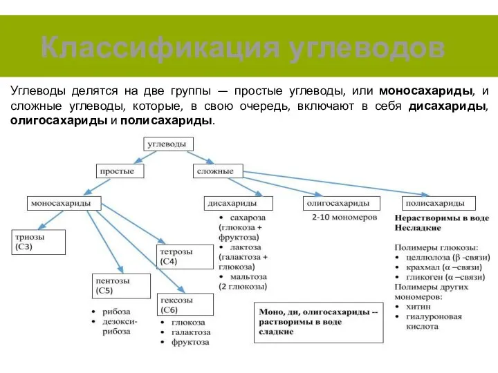 Классификация углеводов Углеводы делятся на две группы — простые углеводы, или