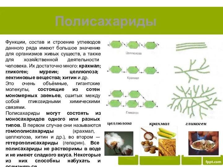 Функции, состав и строение углеводов данного ряда имеют большое значение для