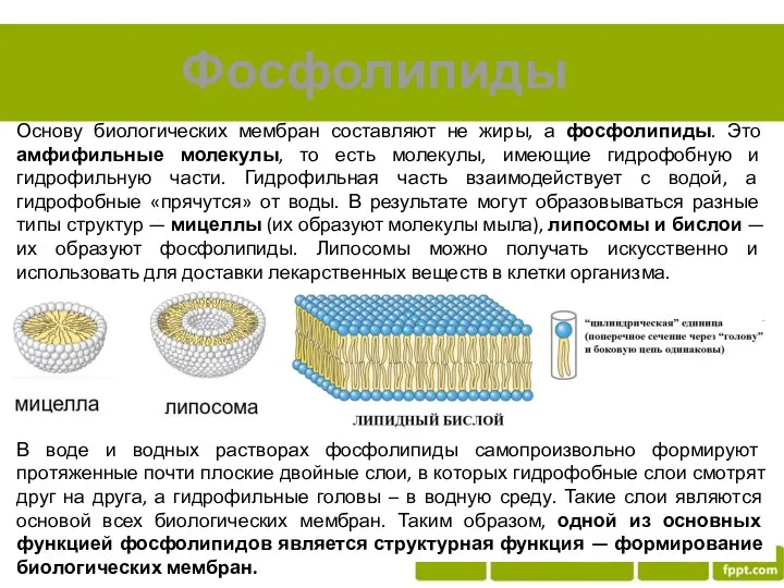 Фосфолипиды Основу биологических мембран составляют не жиры, а фосфолипиды. Это амфифильные