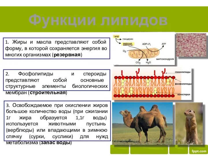 Функции липидов 1. Жиры и масла представляют собой форму, в которой