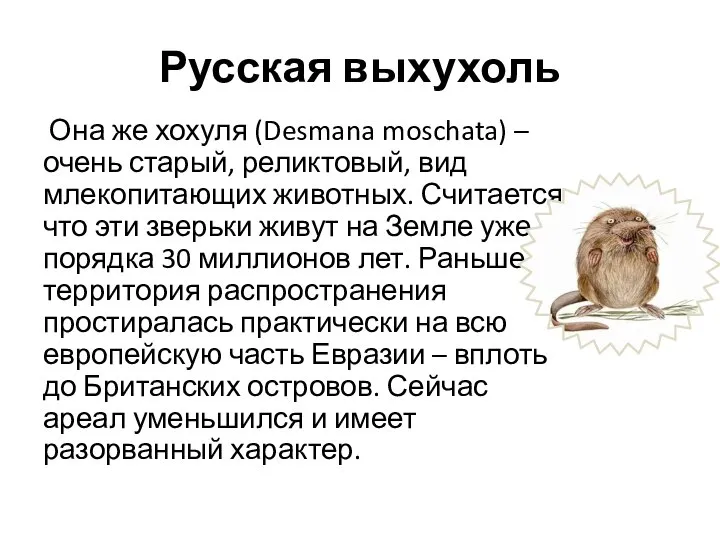 Русская выхухоль Она же хохуля (Desmana moschata) – очень старый, реликтовый,