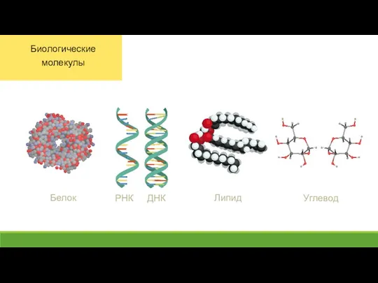 Белок Липид Углевод РНК ДНК Биологические молекулы