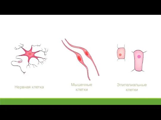 Нервная клетка Мышечные клетки Эпителиальные клетки