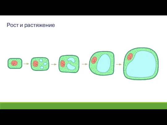 Рост и растяжение